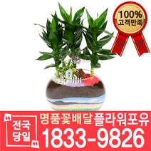 금천죽 개업화분 개업선물 배달 이사 실내공기정화