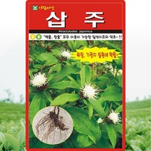 삽주 씨앗 삽주 씨 토종 약초 종자 100립, 단품