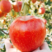 포천사과 한탄강사과 썬애플 홍로 5kg 15-18과 운악산사과 주상절리사과 프리미엄