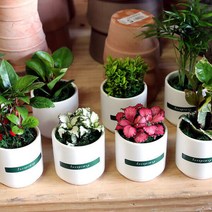 아트박스/러브피어리 실내공기정화식물 미니도자기화분 시리즈, 옵션선택:dm_홍페페/화이트, 단품
