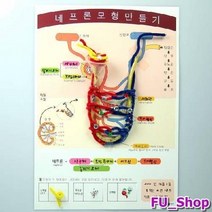 ForU885 네프론 모형 만들기 인새트 키트 과학의날행사 실험교구 과학수업 영재