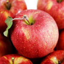 23년 햇사과 싱싱하고 달콤한 소미네 꿀사과, 01.가정용사과 2kg 소과 (10과~12과내), 1박스