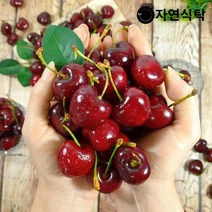 [항공직송]칠레산 고당도 생체리 1.5kg 큰사이즈(9.5row)