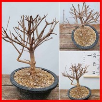 꽃과나무 ] 미스김라일락 / 수수꽃다리 / 분재 / 개량종 / 소품 / 목본류 / 향기 / 최저5도 / 미국
