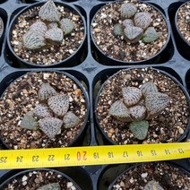 [해뜰다육] 백은픽타 하월시아 다육식물 선인장