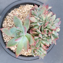 꽃다리 콜로라빈철화 91 다육식물 다육철화 아이만배송