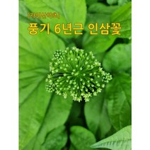 우리나라 최초인삼 재배지역 풍기 6년근 인삼 꽃(건재) / 인삼꽃/인삼꽃차/인삼차/전통차, 6년근 인삼꽃 건재(100g), 1개