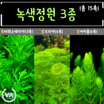 [비바소녀] 녹색정원 1탄 워터위스테리아(3)+붕어마름(6)+암브리아(6) 총15촉 / 초보수초 어항수초 전경수초 구피 체리새우 은신처