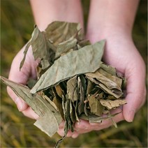 국산 감잎(시엽) 600g 건 건조 말린 감잎차 효능 한방재료 한약재 한방차, 12UU_국산 감잎(시엽) 600g
