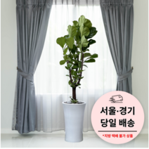 에코플랜트 금전수 개업 화분 집들이 선물 승진 사무실 이전 병원 개원 식당 개업식 축하 화분 배달 [서울 경기 당일배송]<토요일 오후 일요일 주문건 월요일배송>, 10. 떡갈고무나무, 1개” class=”wr-img”></a></div>
</div>
</div>
</div>
<div class=