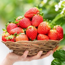산지직송 달콤한 딸기 고흥 설향 생딸기 800g, 달콤한 고흥 설향 딸기 30과(800g)