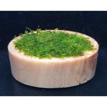 프리미엄모스 편백나무 절단유목 음성 수초 키우기 초보 치어 치비 구피 새우 은신처 어항 꾸미기