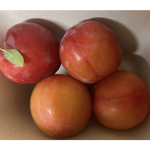 1kg 김천 대석 후무사 홍로센 자두 대석자두 햇자두 노지자두 새콤달콤, 1kg (12-16과)