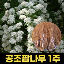 황매화 1m 1주 개화주 매화나무 꽃나무