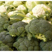 제주 콜리플라워 브로컬리 3kg 프리미엄 브로코리, 제주 프리미엄 컬리플라워 3kg