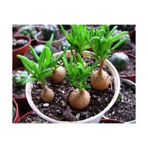 그린ovia카네이션나팔꽃타카디오스코아체육관Crassula um벨라 - Semillas, 빙화 50PCS