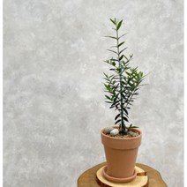 올리브나무 외목대 키우기 거실 인테리어 실내 화초 식물 카페 개업축하 화분, 올리브나무(플라스틱기본포트)