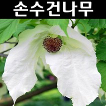 손수건나무 실생2년 뿌리묘 나무 묘목 1개/유실수/과수