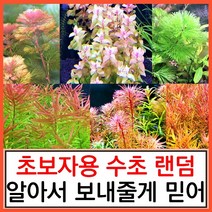 수초하우스) 초보자용 랜덤 수초 세트(알아서 보내줌), 미디엄세트