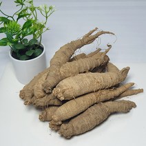 [산지직송] 태백 산더덕 500g (중/대) 향이진한 고랭지 고산더덕, 산더덕 500g (중), 1개