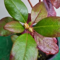 [다온야생화] W2240 미국만병초 (12cm) [랜덤]