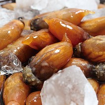 생물 미더덕 오만둥이 미더덕회 오만디 해물찜재료 산지직송 1kg 2kg, 생물 오만둥이 1kg