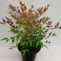 [다은꽃농원]남천나무(중) 남천 키우기쉬운 실내공기정화식물 가을단풍 인테리어, 1개