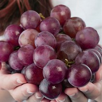 특급 칠레거봉포도 칠레거봉 씨없는거봉 고씨네 거봉포도 거봉1KG, 1kg