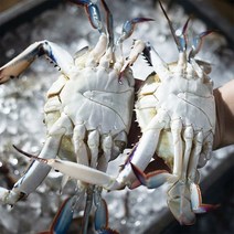 산채로 가는 당일바리 서해안 꽃게 태안 신진도 활꽃게 톱밥 꽃게 3kg, 얼음포장 활꽃게 3kg(9-18미)