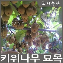 키위 숫나무(도마리) 접목1년 나무 묘목 원예