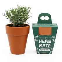 허브메이트 로즈마리 키우기 (화분형), 상세페이지 참조, 상세페이지 참조