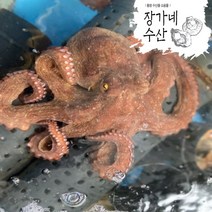 [장가네수산]자연산100% 국산 돌문어1kg/1.5kg/2kg(생물/정품)/비품돌문어(생물/비품)/(평일오후2시이전까지 당일발송), 비품 돌문어2kg (2~4미)랜덤발송