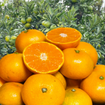 제주 서귀포 노지 감귤 농장직송 귤10kg, 로얄혼합과(80~95과)