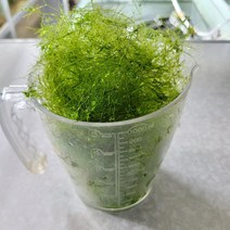 타누키모 수초 키우기 어항꾸미기 새우놀이터 새우은신처 대용량 식충식물, 타누키모대용량