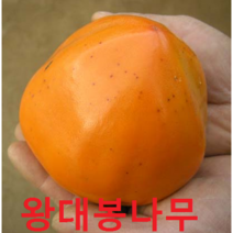 왕대봉감 접1년 1그루 +태추단감나무 1 묶음 나무 묘목 과일나무 유실수