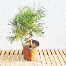 그린피아약초 해송 특품 흑송 소나무 분재 곰솔 선물 화분 인테리어 식물