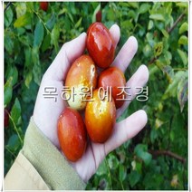 목하원예조경 대추나무 묘목 왕대추 (다왕자우) 접목1년특묘
