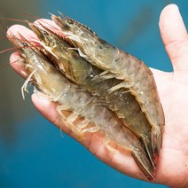국산 흰다리새우 1kg/대하/왕새우, 생물 왕새우1kg(25미 내외)(+3000원)