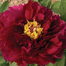 [새싹에서 나무까지] 개량 꽃목단 5~6지 (목윤절윤) 구근 뿌리 목단묘목