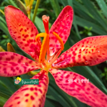 범부채 꽃색랜덤 [4포트](복남이네 야생화 모종 붓꽃 아이리스 릴리 iris 여름)