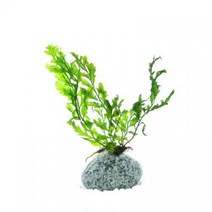 수초 볼비티스 에그석 활착 어항 수족관 수중식물.헬로아쿠아