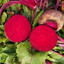 맛있는 레드비트 2kg 5kg 10kg 20kg 알비트 햇비트 생비트 야채 채소 농장, 중 5kg
