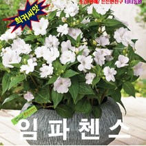 (씨앗) 연중개화 임파첸스 화이트 10립, 상세페이지 참조