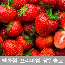 가락청과네 딸기 1kg 딸기제철 딸기농장 제철과일 _ 23012301EA, 1, 본상품선택