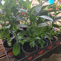 무배 3개 묶음발송 아레향 야레향 모기퇴치식물 여름식물 15-25cm 35
