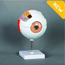 안구모형 내 외부 구조가 잘 표현된 고급형 고강도 PVC 병원 학교 외과 내과