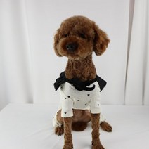 베들링턴테리어 빠삐용강아지 삽살개 파티푸들 털안빠지는강아지 소형견종류 댕댕이 강아지 분양 개훌륭 강형욱 코코펫 하트골지올인원, 화이트