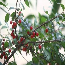 ++티앤북++이스라지 3년생 H0.6-0.8 (산앵두) 꽃나무묘목 꽃나무 정원묘목 조경용나무 정원수++
