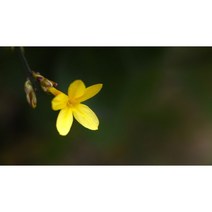 영춘화 x 10포트 생울타리 노지월동 정원수 조경수 상록수 봄 여름 꽃 나무 묘목 (DU)