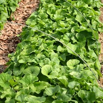 국내산 제철나물 곰취 생곰취나물 봄 곰취 500g 1kg 2kg, 1_ 500g